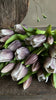 Tulpen lila schwarz 7 Stück 32CM