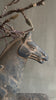 Verkocht Chinees Terracotta paard